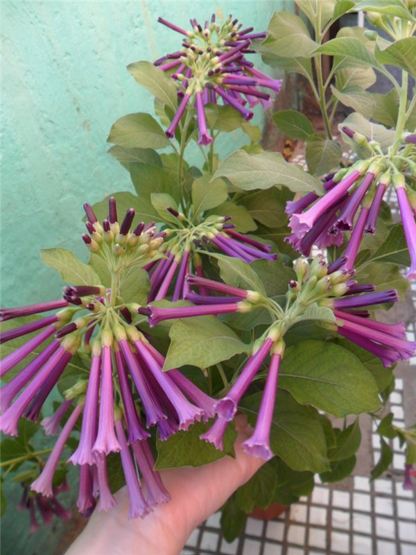 944264451c03.jpg