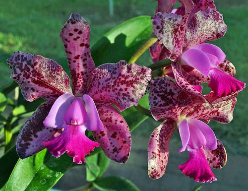 cattleya-green-emerald-orchid-queen-foto-651.jpg