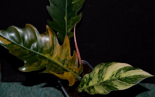 DSC_0516_500x315.jpg