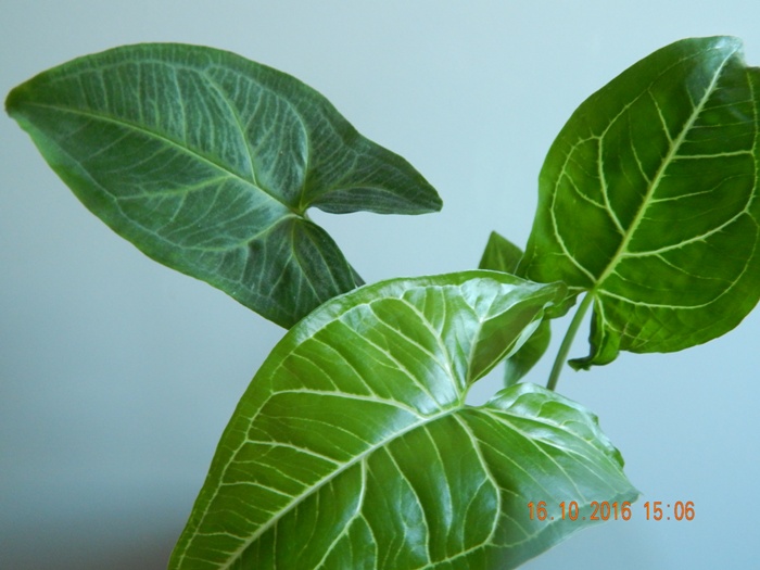 DSCN7123.JPG