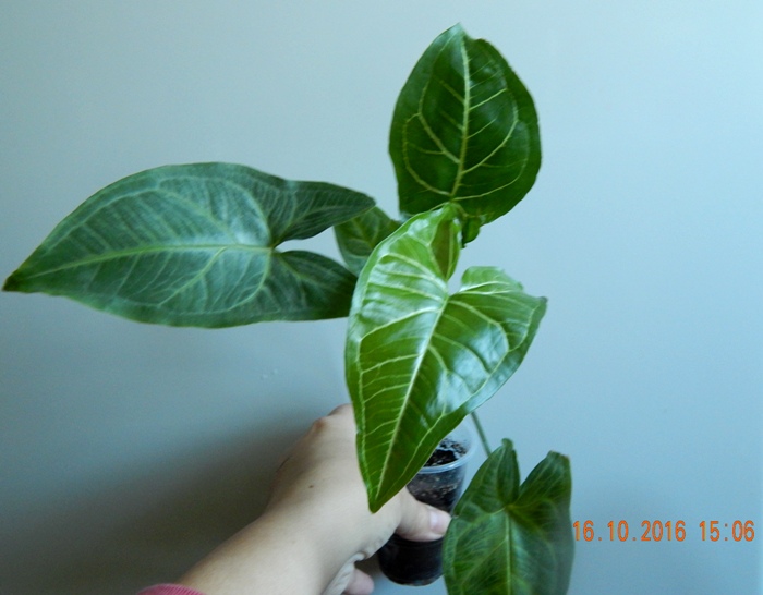 DSCN7122.JPG