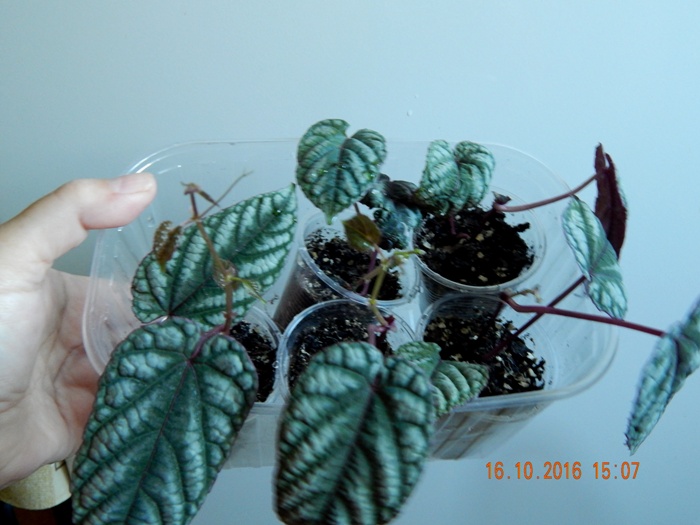 DSCN7125.JPG