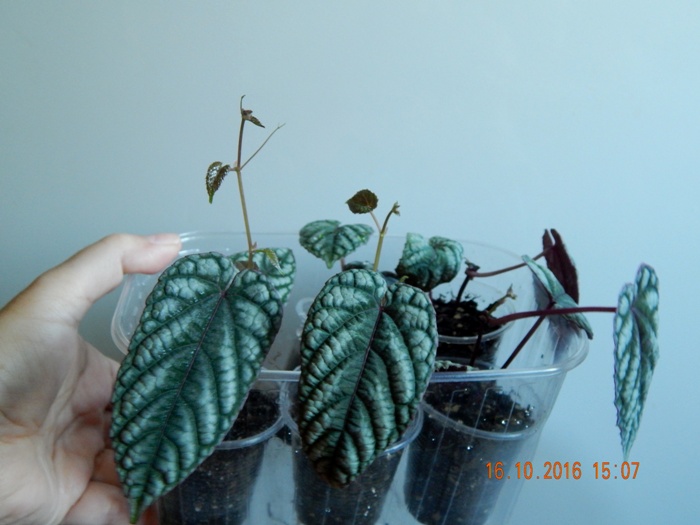 DSCN7124.JPG