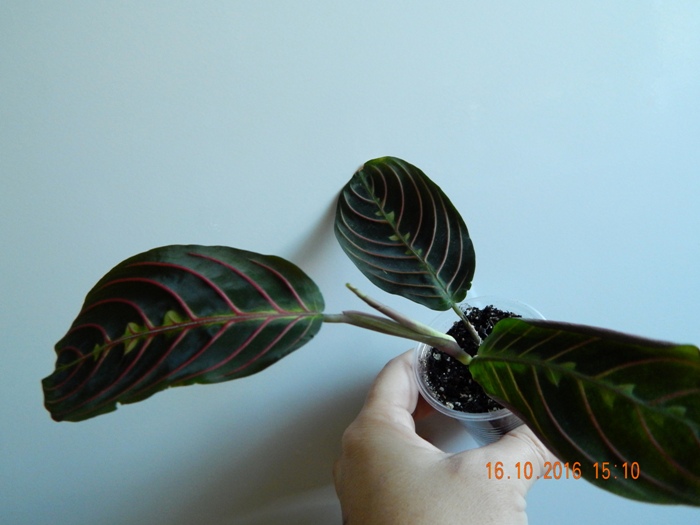 DSCN7132.JPG