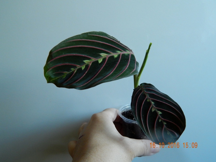 DSCN7130.JPG
