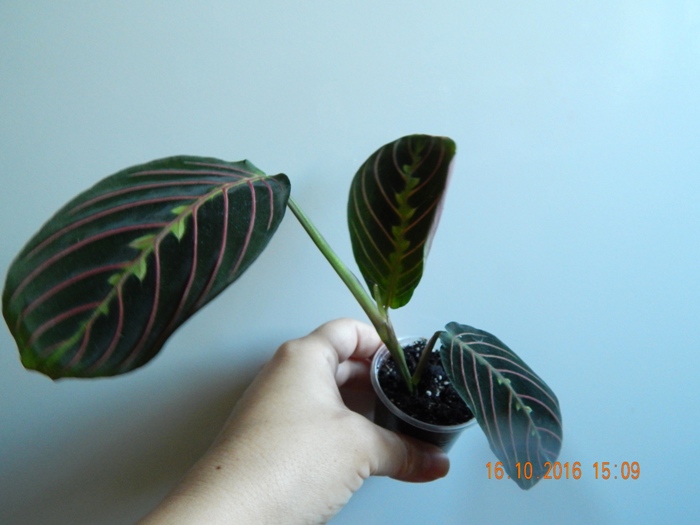 DSCN7129.JPG