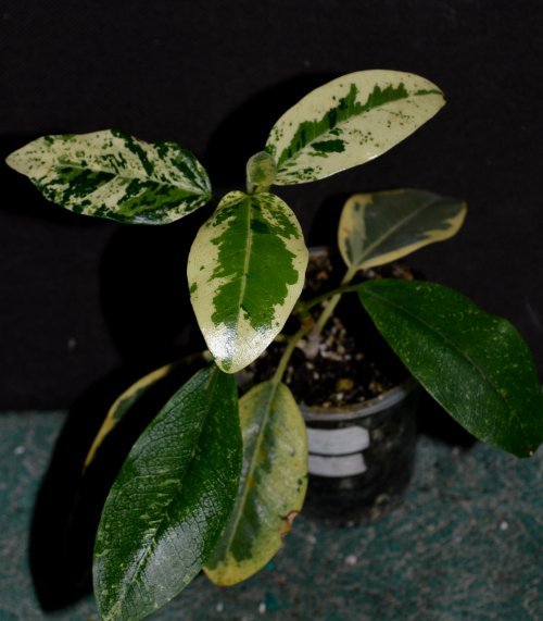 DSC_0525_500x571.jpg