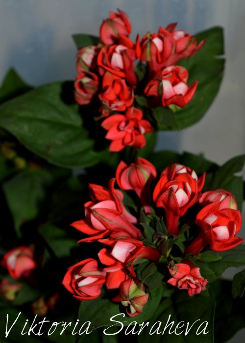 DSC_0518_500x699.jpg