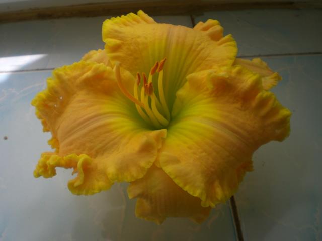 CIMG0003.jpg