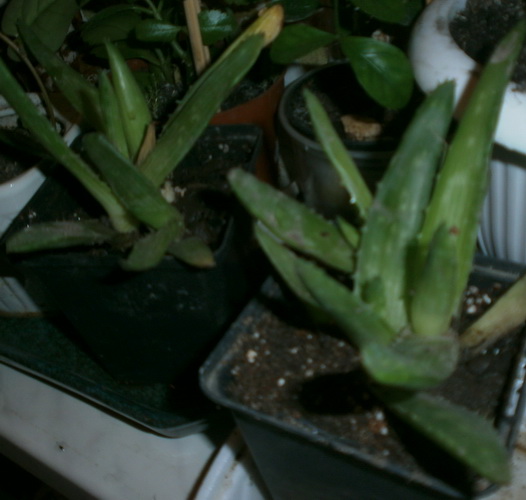 Aloe saponaria 10 (7).jpg