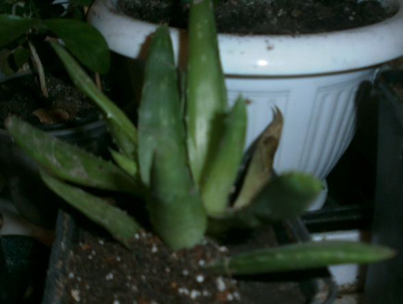 Aloe saponaria 10 (6).jpg