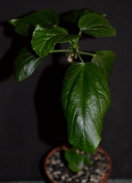 DSC_0571_500x694.jpg