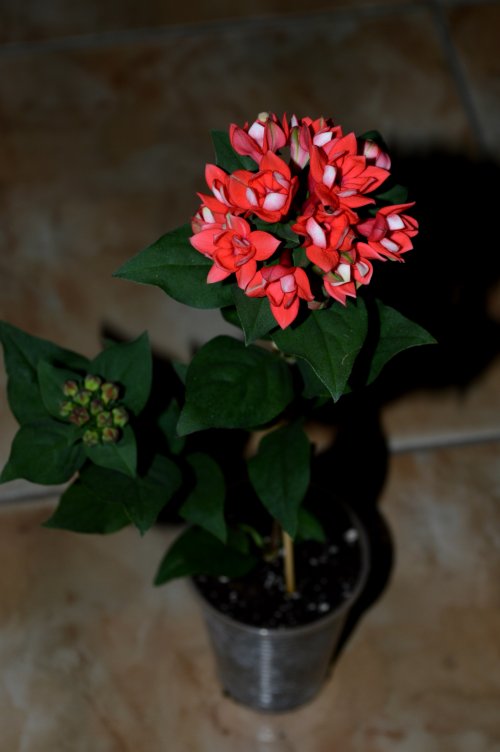 DSC_0539_500x752.jpg