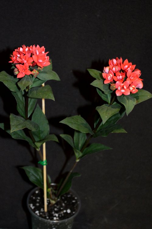 DSC_0551_500x752.jpg