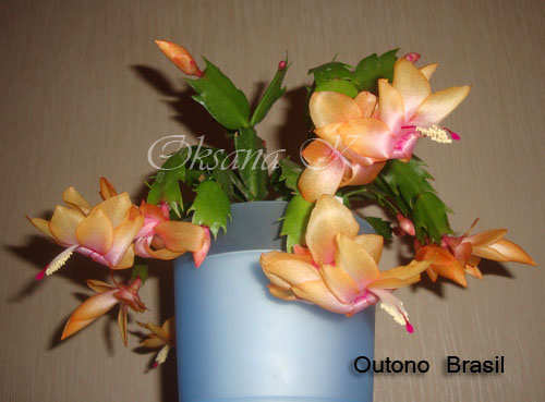 003_cr.jpg