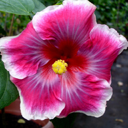 Moorea Imperial Blossom.jpg