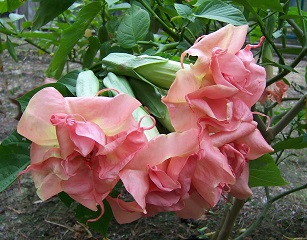Dalen's pink Amour.jpg