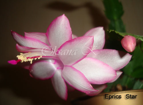 152_cr.jpg