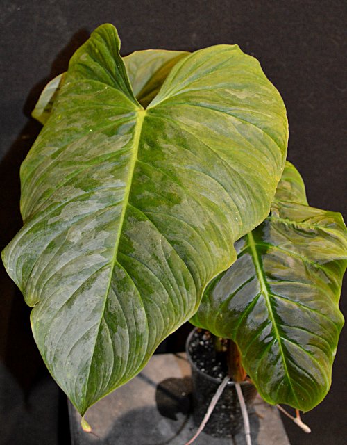 22575_500x640.jpg