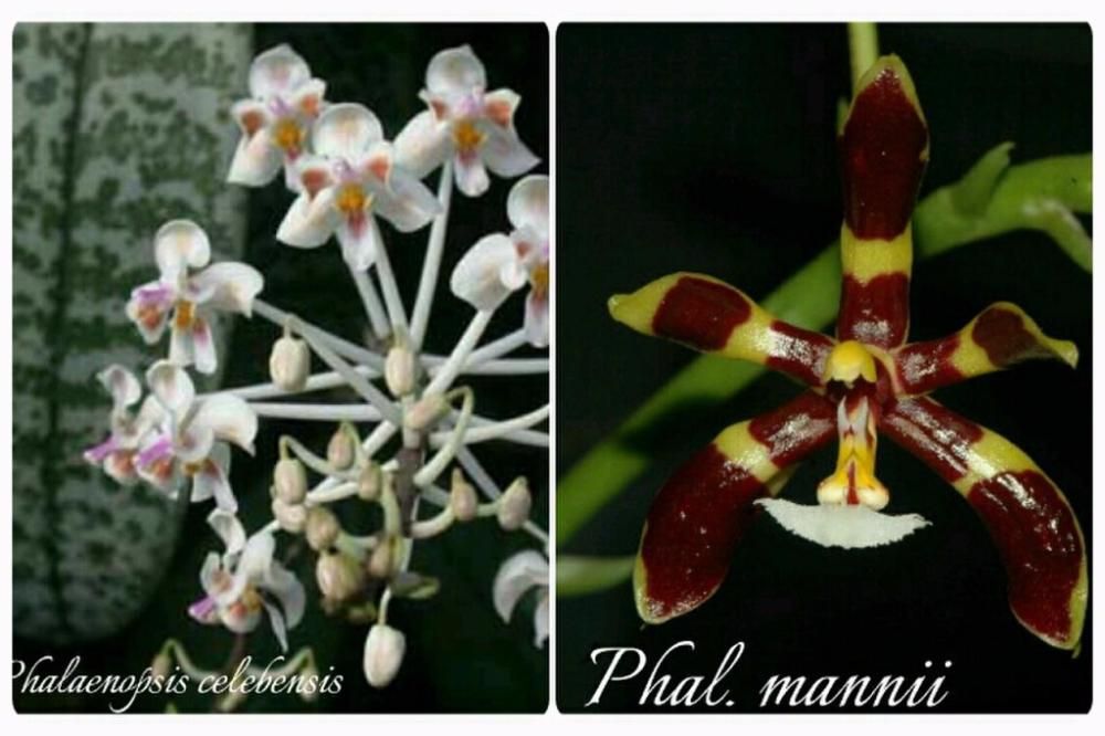 361682614_1_1000x700_orhideya-sortovaya-phal-celebensis-x-mannii-odessa.jpg