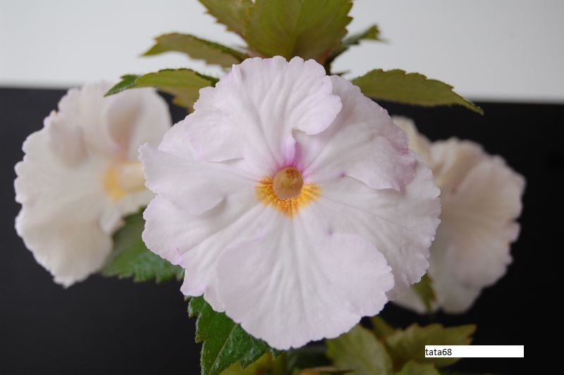 DSC_9617.JPG