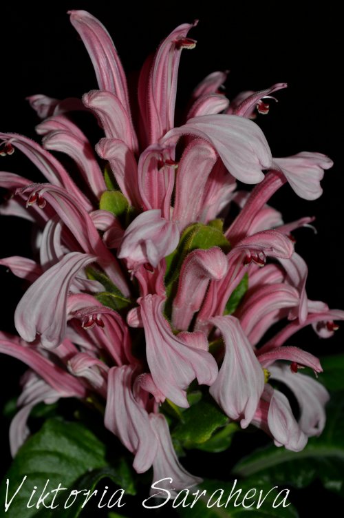 DSC_0637_500x752.jpg