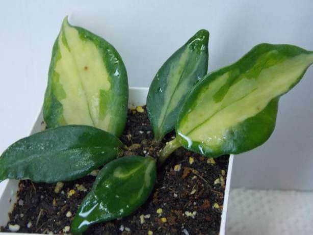 Хойя Hoya carnosa 'Brazil'..jpg