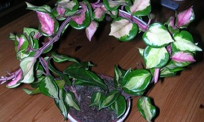 Хойя Hoya carnosa 'Brazil' образец.jpg