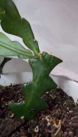 Cryptocereus anthonyanus...jpg