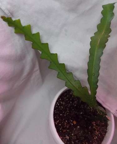 Cryptocereus anthonyanus,.jpg