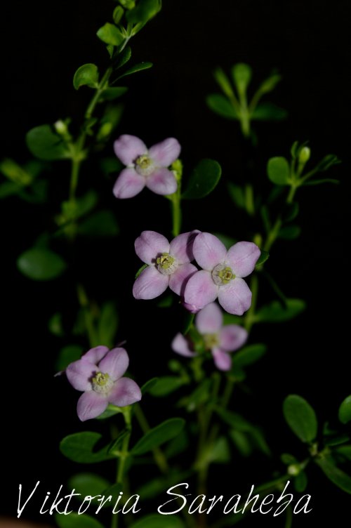 DSC_0636_500x752.jpg