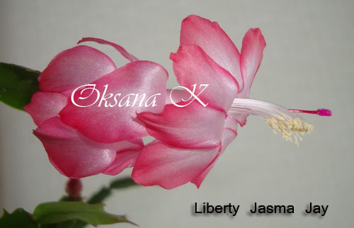 122_cr.jpg