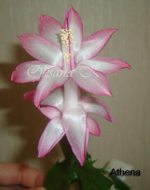 224_cr.jpg
