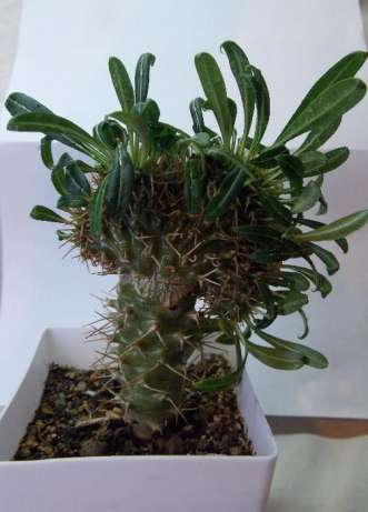 Pachypodium lamerei f.cristata.jpg