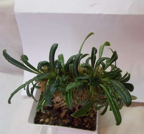 Pachypodium lamerei f.cristata..jpg