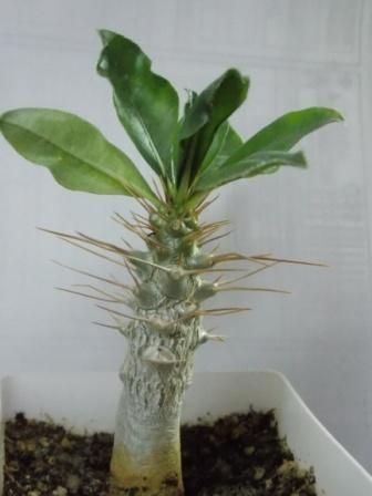 Pachypodium saundersii.jpg