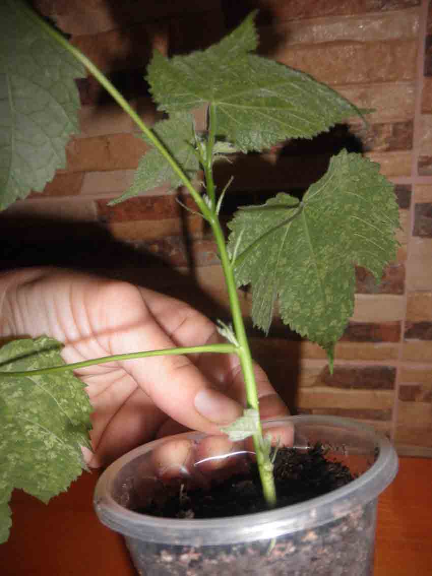 PB052064.JPG