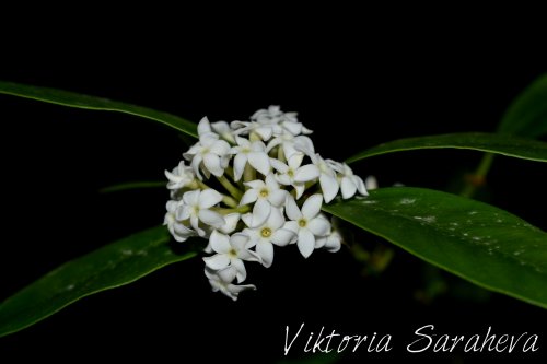 DSC_0806_500x333.jpg