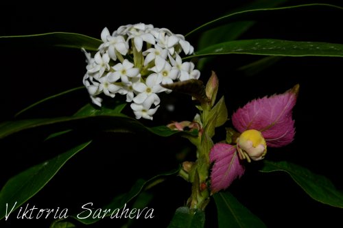 DSC_0827_500x333.jpg