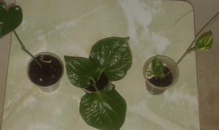 20161111_110231.jpg