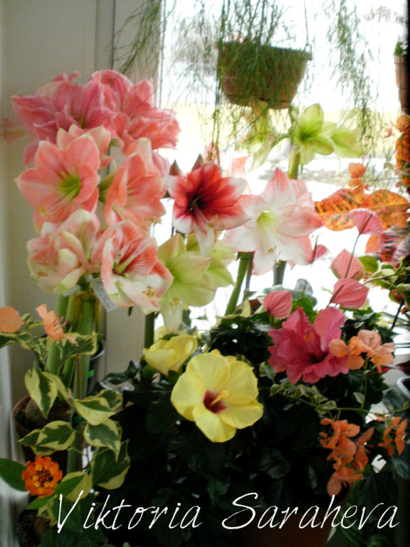 image (95).jpg