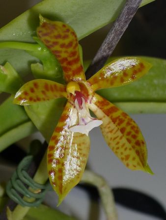 Pha_cornu-cervi_m.jpg