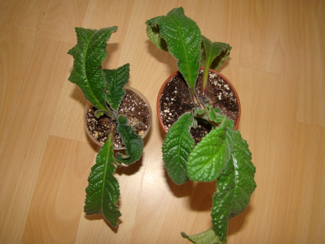 DSC04627.JPG
