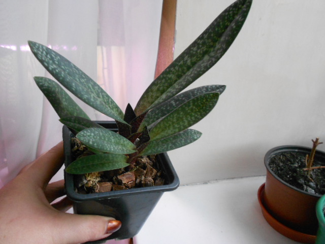 DSCN6255.JPG