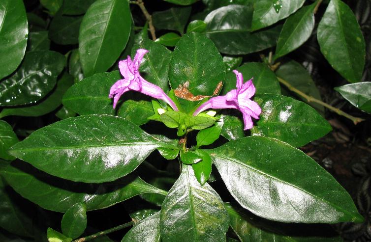 Руэллия крупноцветковая (Ruelliamacrantha).JPG