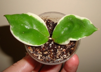 026_cr.jpg