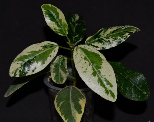 DSC_0889_500x398.jpg