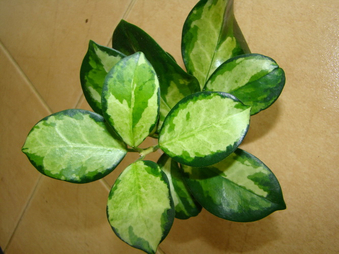 DSC07021.JPG