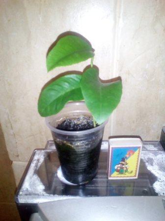 IMG_20161122_113323.jpg