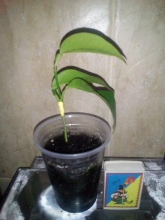 IMG_20161122_113429.jpg